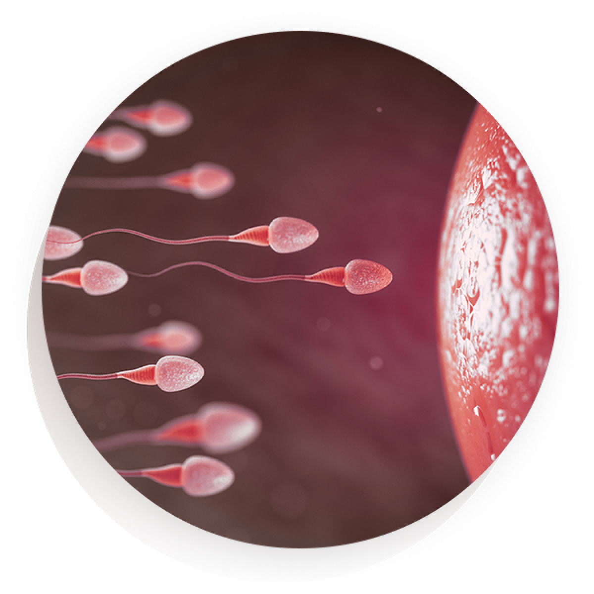 melhor clínica de inseminacao artificial - inseminação Intra-uterina