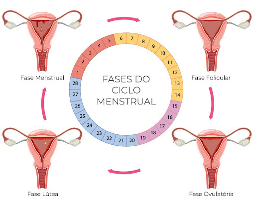 Infográfico Ciclo Menstrual